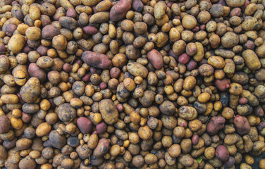 Harvest a lot of potatoes. Selective focus.