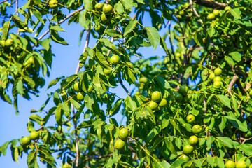 Green walnuts on the tree. Selective focus.