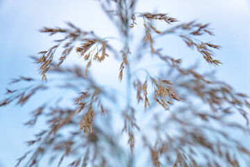 close up of grass seeds