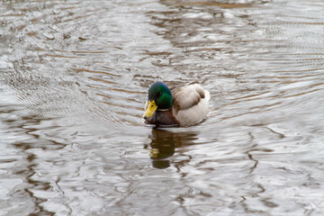 Mallard duck on the lake (Anas platyrhynchos)