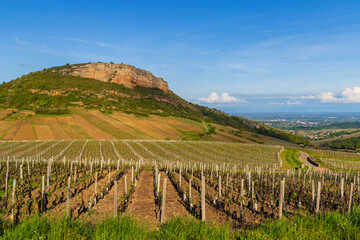 Fototapeta na wymiar Rock of Vergisson with vineyards, Burgundy,France