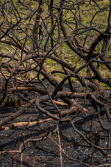 burned up tree branches