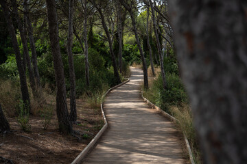footpath in the woods