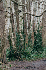 Naklejka premium birch tree trunks in forest with green foliage 