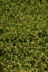 rice paddy texture