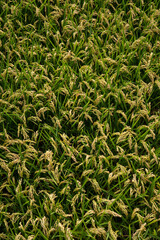rice paddy ready for harvesting