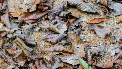 dried leaves on the ground background texture 