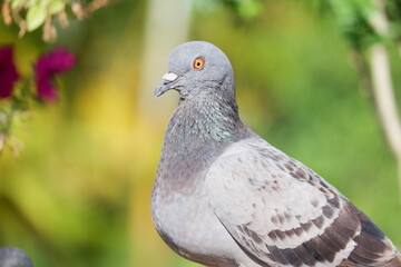 Obraz premium close up of a dove