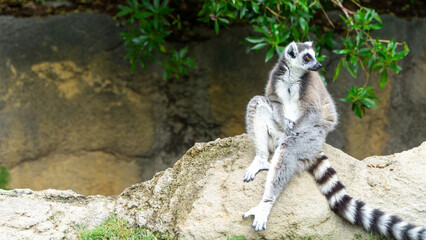 ring tailed lemur sitting on the ground