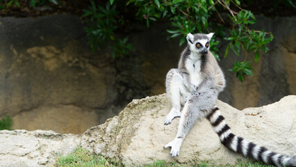 ring lemur sitting on the ground - 731908773