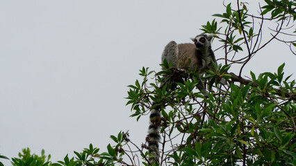 Ring tailed lemur in a tree - 731908786