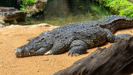 Nile crocodile lounging in the sunshine