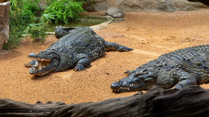 Nile crocodiles basking in the sun