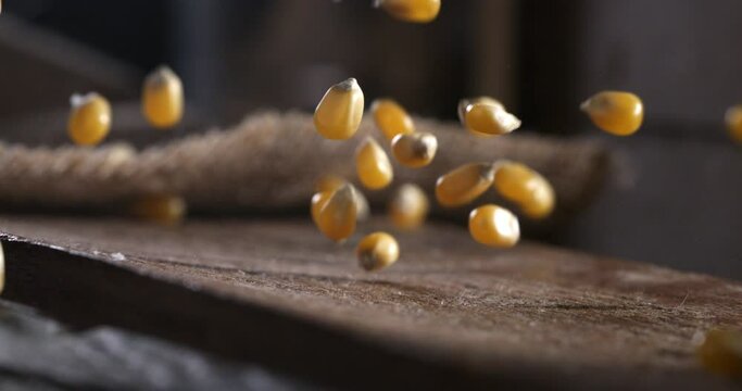 Super slow motion macro of freshly harvested organic grain yellow corn maize seeds are falling for quality control on rustic wooden table in rural agriculture farmland at 1000 fps.