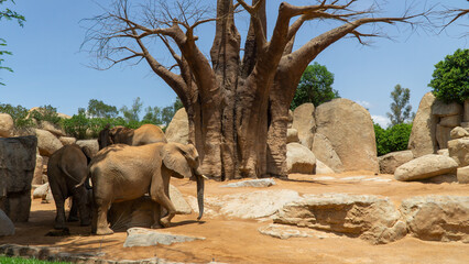 An African elephant in desert scene - 731909100