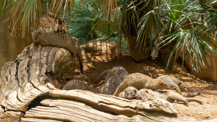 A family of mongooses chilling in the shade