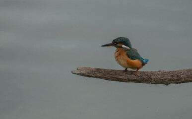 the kingfisher on the branch ready to fish	