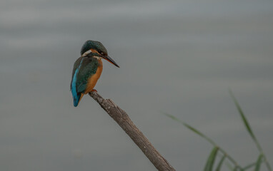 the kingfisher on the branch ready to fish	