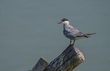 whiskered tern on a branch in the lagoon	