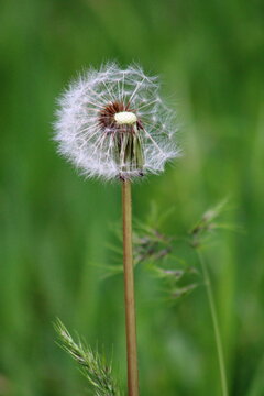 Taraxacum erythrospermum, known by the common name red-seeded dandelion, is a species of dandelion introduced to much of North America, but most commonly in the north. White flower in the garden