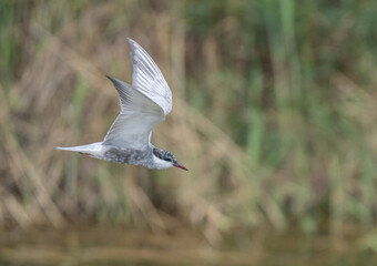 Obraz premium whiskered tern in flight over the lagoon 