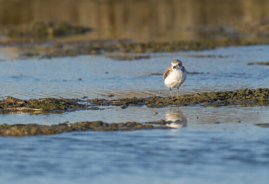 kentish plover in the slime looking for food	