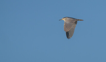 Black-crowned Night Heron in flight over delta ebro river	
