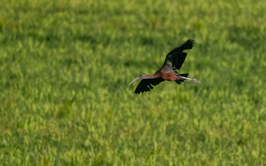 glossy ibis in flight over the marsh	