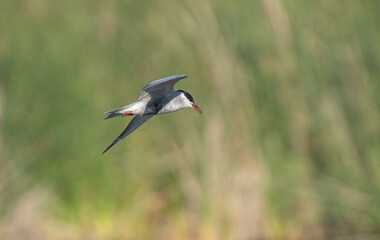 whiskered tern in flight over the lagoon	