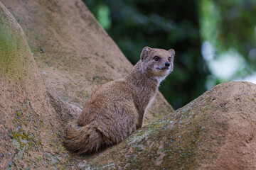 smal mongoose in a zoo - 731911711