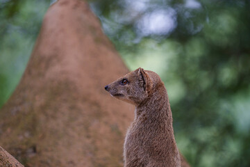 smal mongoose in a zoo - 731911712