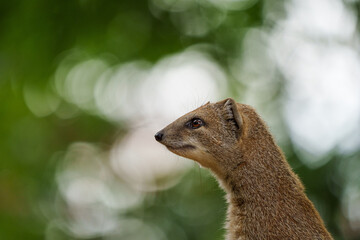 smal mongoose in a zoo - 731911715