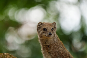 smal mongoose in a zoo - 731911718
