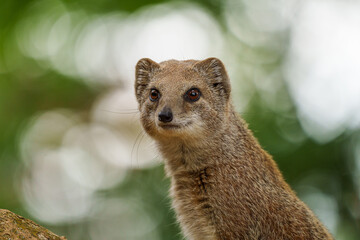 smal mongoose in a zoo - 731911721