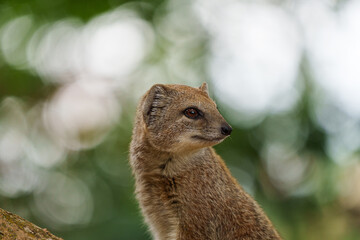 smal mongoose in a zoo - 731911725