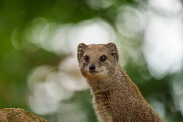 Fototapeta premium smal mongoose in a zoo