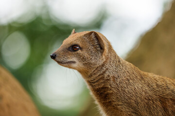 smal mongoose in a zoo - 731911738
