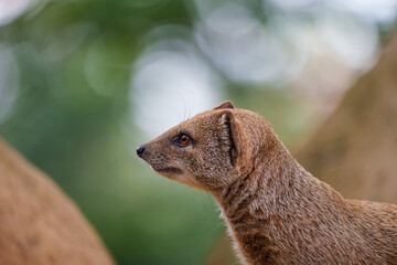 smal mongoose in a zoo - 731911745