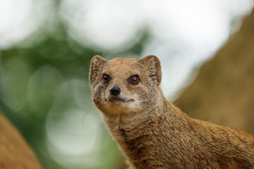 smal mongoose in a zoo - 731911748
