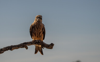 red kite on the trunk