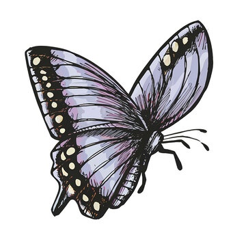 Marker Butterfly Isolated Hand Draw.