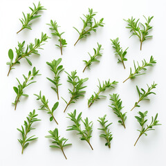 Thyme Tranquility Visual Harmony with Whole and Stripped Thyme Sprigs on a Clean White Backdrop