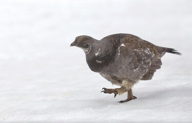Dusky Grouse, formerly called Blue Grouse, running atop the snow in the North Cascades Mountain Range