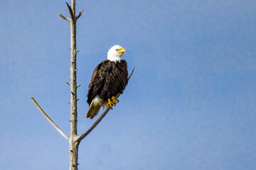 Bald Eagle sitting in dead tree