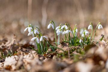 Snowdrops, Podyji, Southern Moravia, Czech Republic
