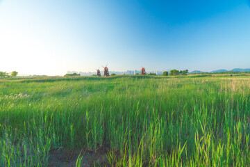 windmills green field blue sky city skyline urban contrast sustainability renewable energy grassland nature architecture tranquility tourism outdoor bright day environmentalism harmony Korea