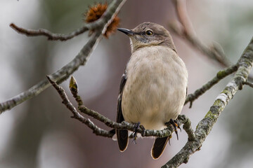 Northern Mockingbird sitting on tree