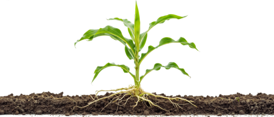 corn plant bark and root PNG transparent background 