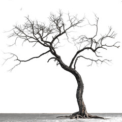 death tree on transparent background PNG transparent background