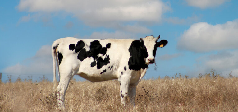 vaca malhada